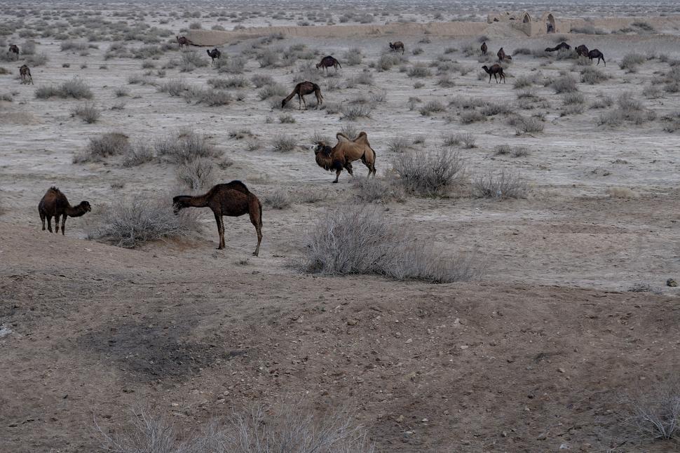 Free Image of animal desert  