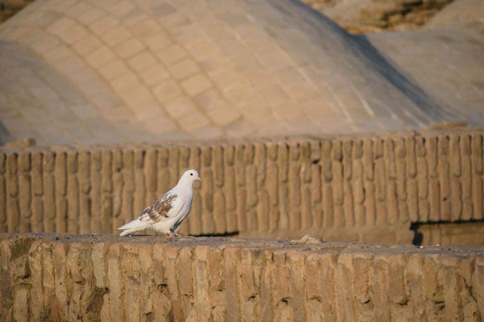 Free Image of animal desert - pigeon 