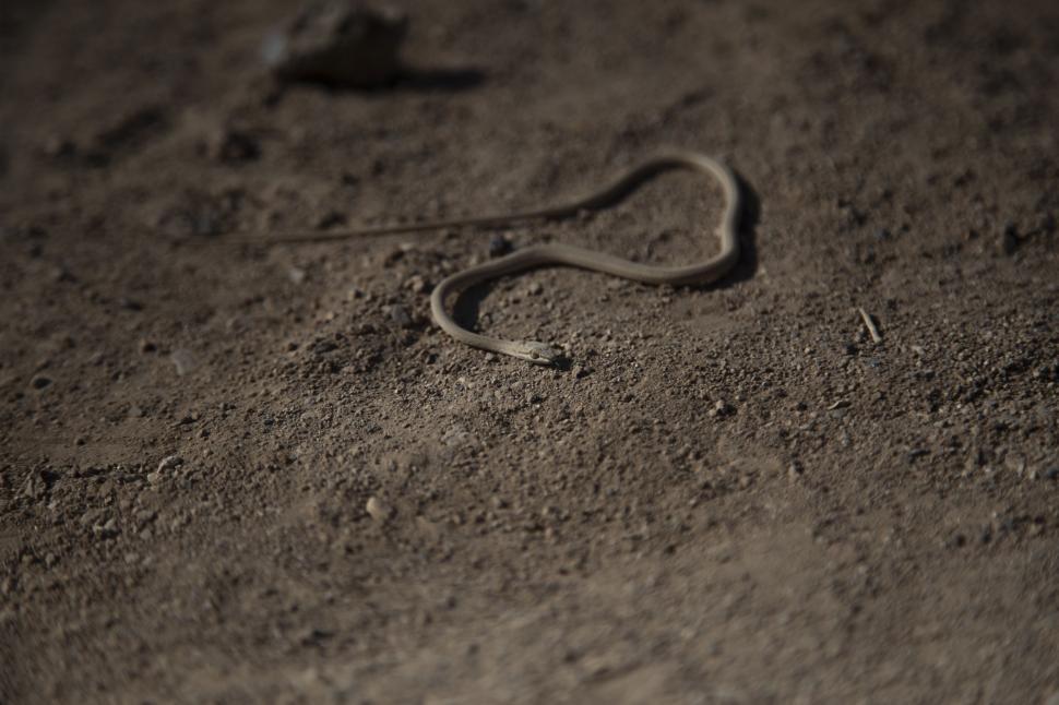 Free Image of animal desert - snake 