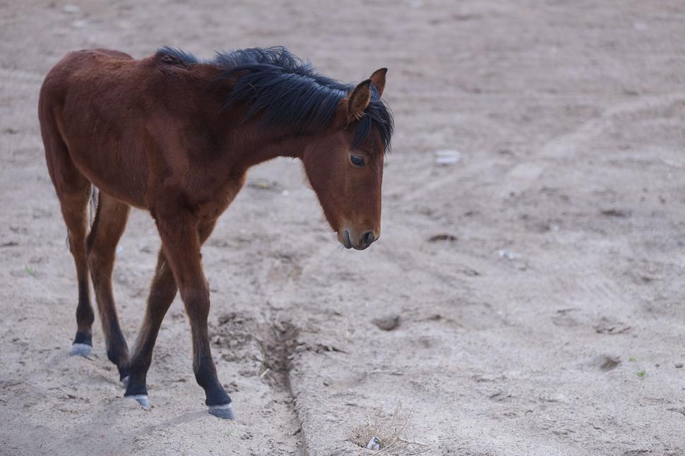 Free Image of animal desert - one horse 