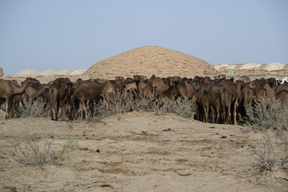 Free Image of animal desert - camel herd 
