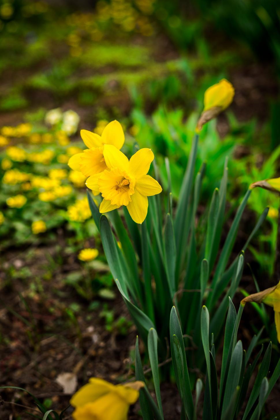 Free Image of Close up of daffodil flowers 
