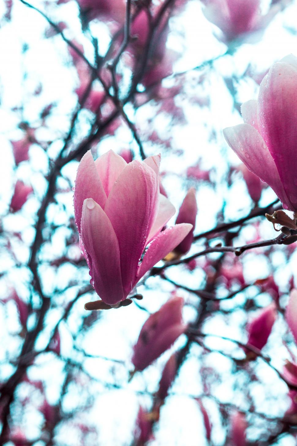 Free Image of Close up of magnolia flowers 