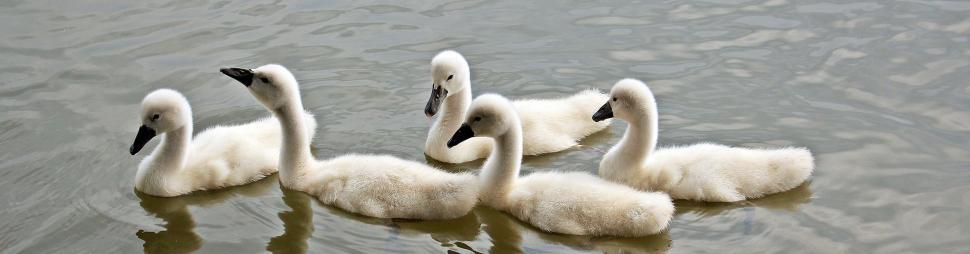 Free Image of Group of Cygnets 