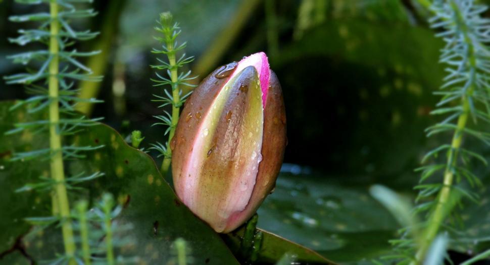 Free Image of Flower bud ready to open - Water Lily 