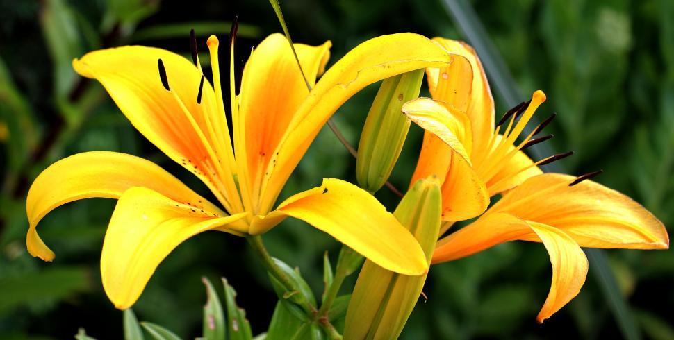 Free Image of Yellow Lily Flowers 