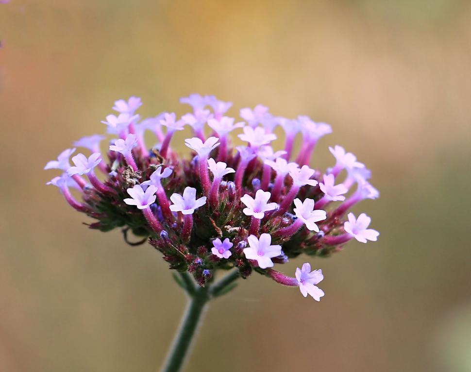Free Image of Cluster of small purple flowers 