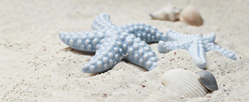 Free Image of Fake Starfish in the Sand 