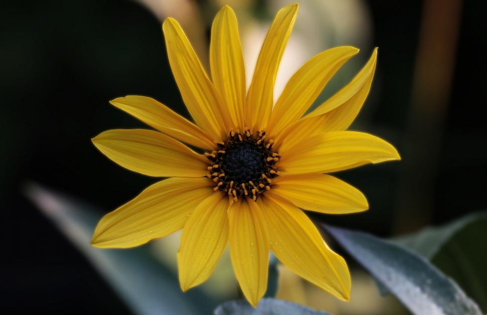 Free Image of Bright Yellow Flower Bloom 