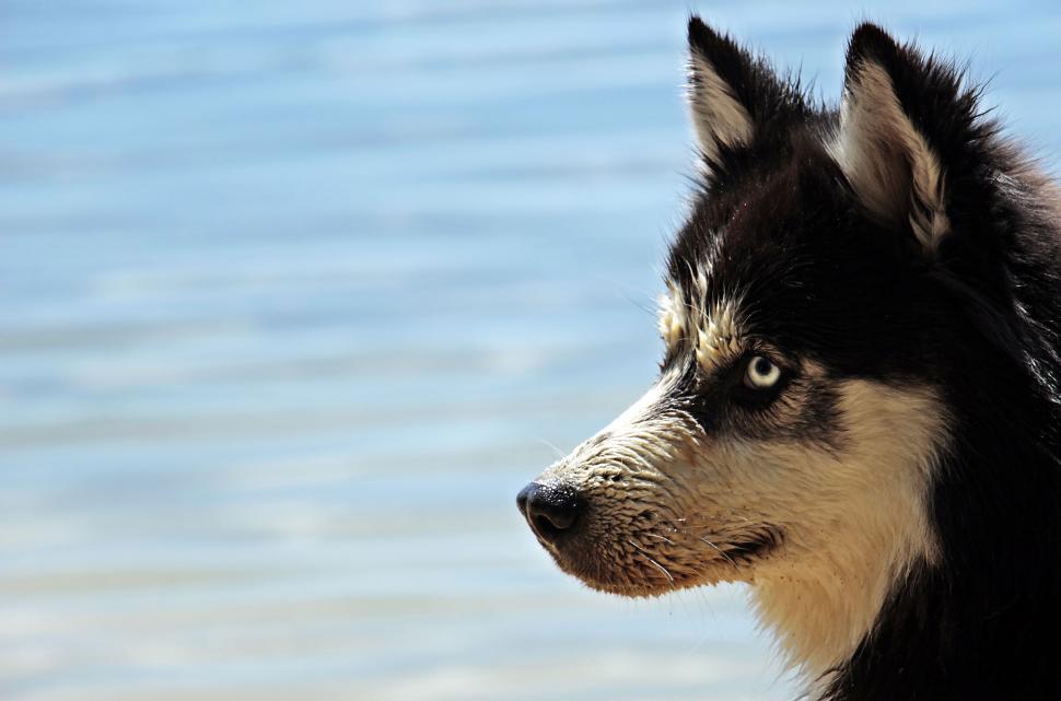 Free Image of Husky Dog - Wet at the beach 