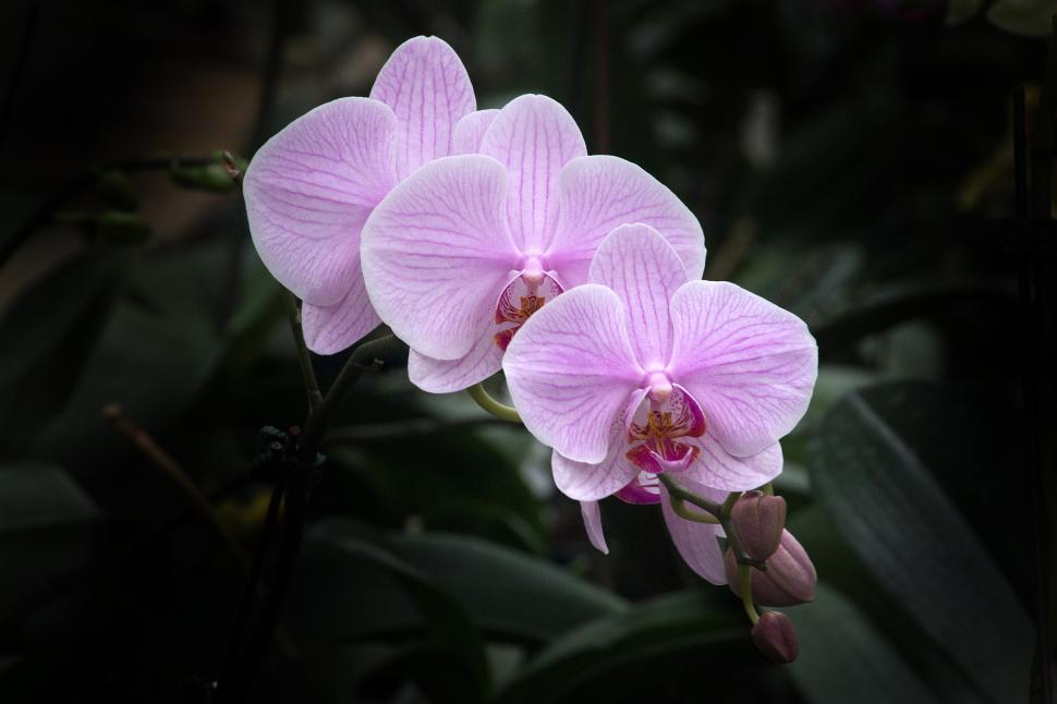 Free Image of Moth Orchid Pink Flowers 
