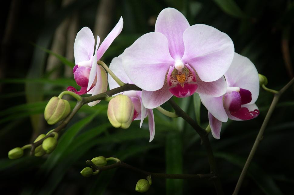Free Image of Pink Flowers Moth Orchid 