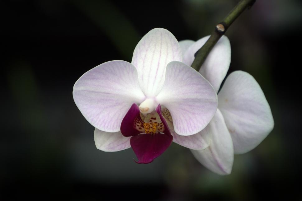 Free Image of White Pink Flowers Moth Orchid 