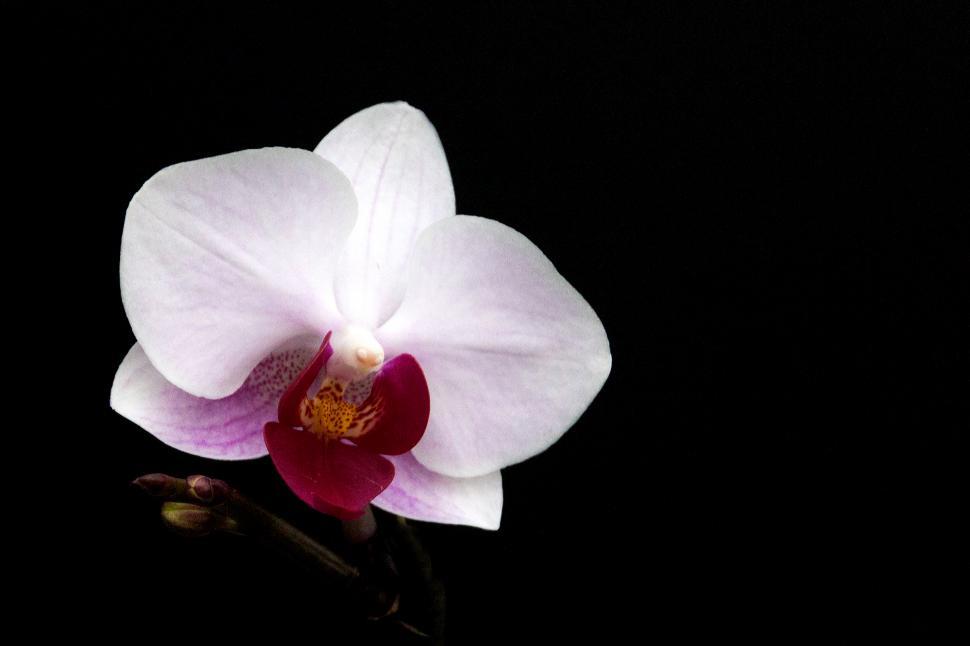 Free Image of White Red Flower Moth Orchid 