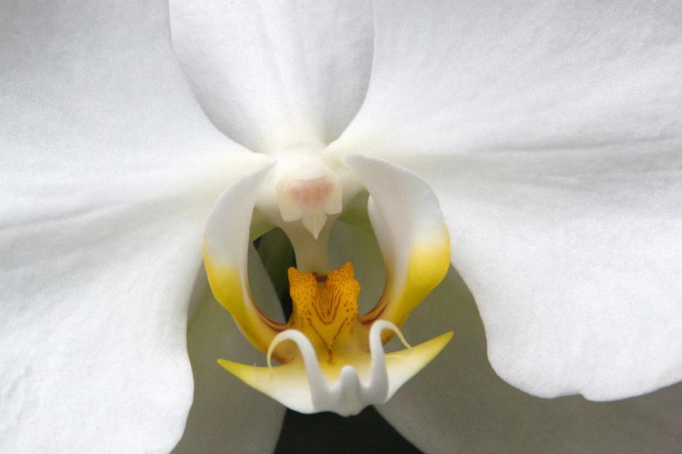 Free Image of White Flower Moth Orchid Macro 