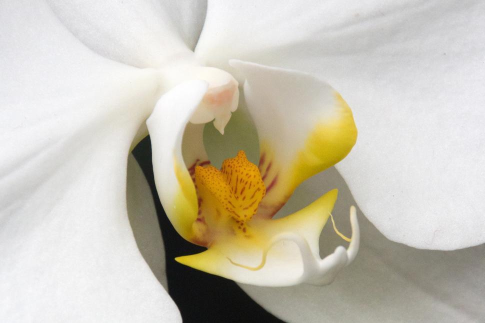 Free Image of White Flower Moth Orchid Closeup 