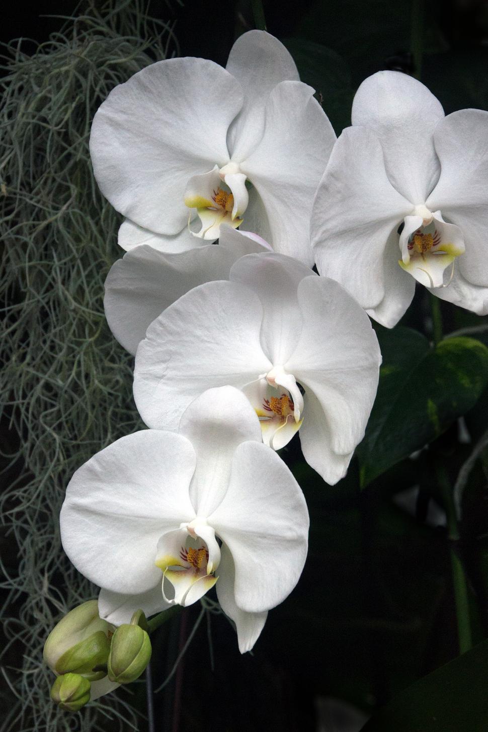 Free Image of Group of White Flowers Moth Orchid 