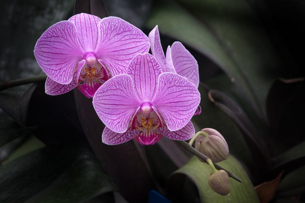 Free Image of Pink Flowers Moth Orchid 