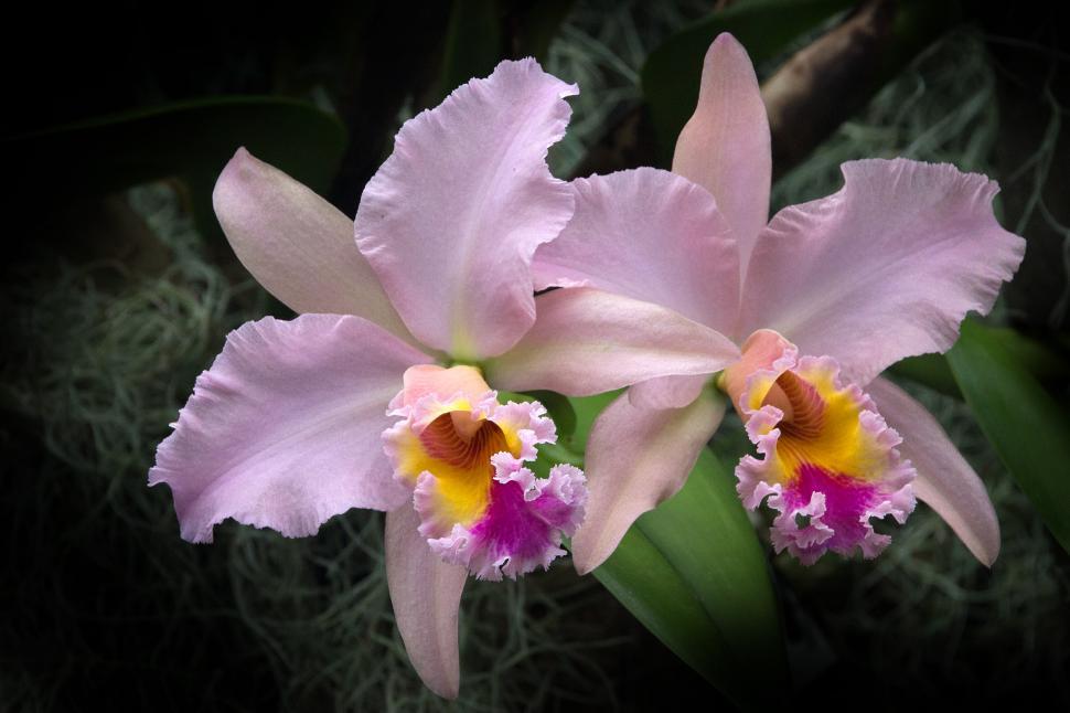 Free Image of Pink Orchid Cattleya Hybrid Flowers 