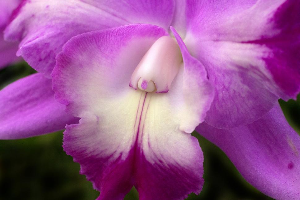 Free Image of Closeup of Purple Hydrid Cattleya 
