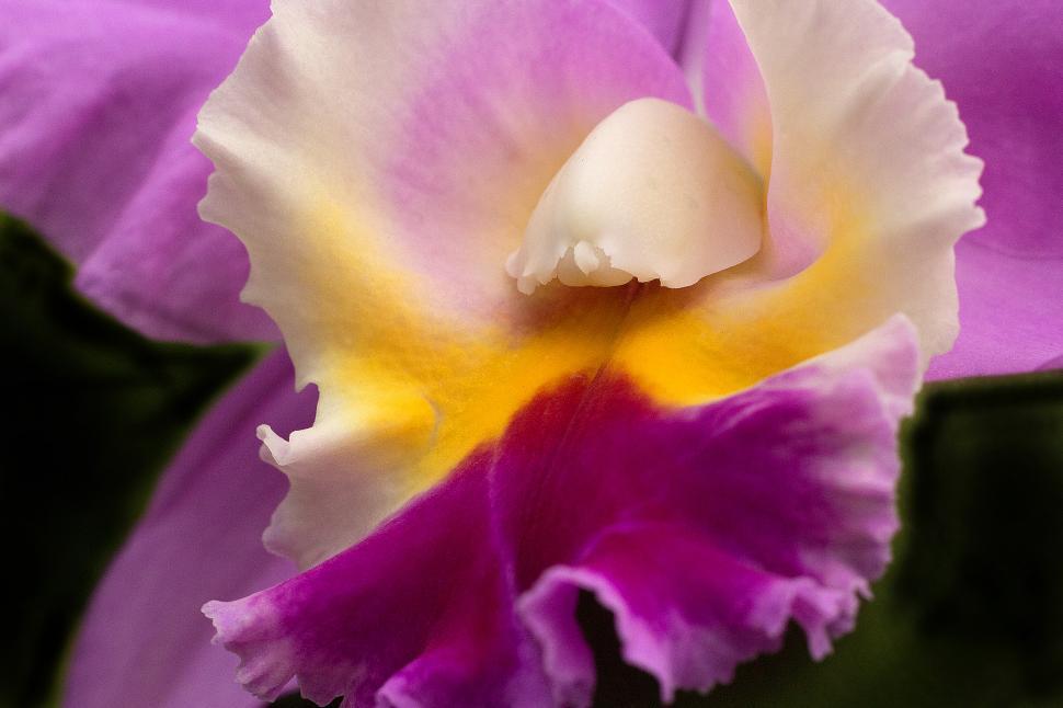 Free Image of Pink Orchid Cattleya Hybrid Flower Closeup 
