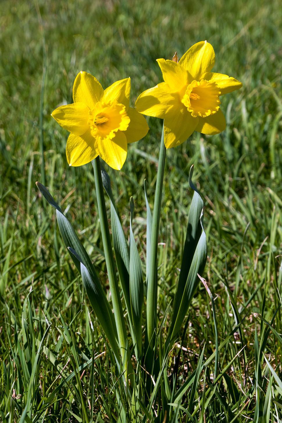 Free Image of Daffodil Flowers 
