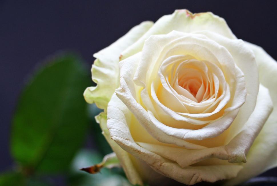 Free Image of One white rose 