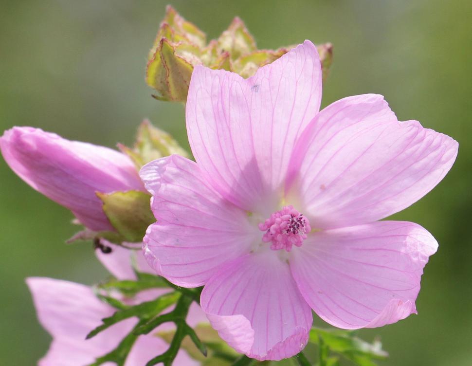 Free Image of Open pink blossum 