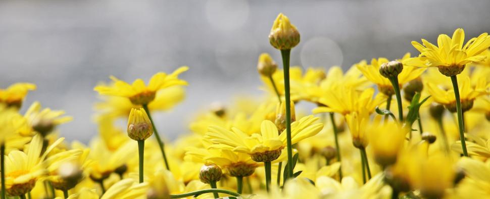 Free Image of Yellow flowers in bloom 