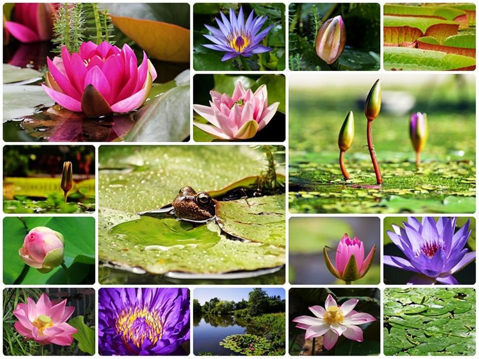 Free Image of Pond flowers and life collage 