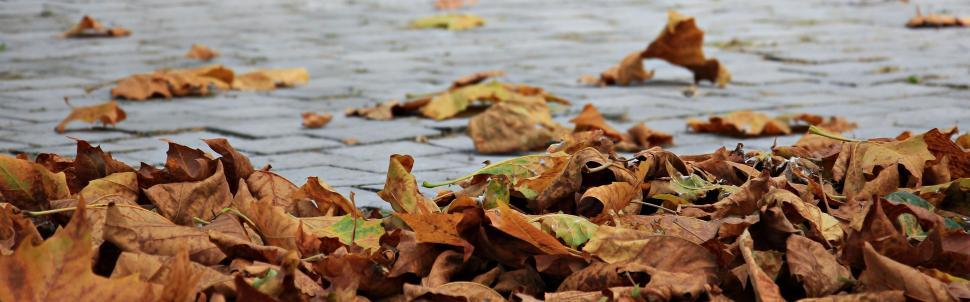 Free Image of Fallen leaves on cobblestone  