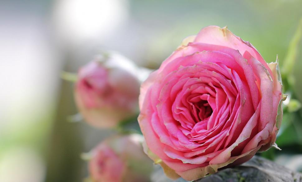 Free Image of Pink flower bloom with smaller buds 