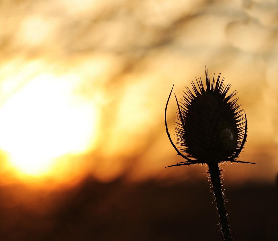 Free Image of Nature silhouette - Thistle 