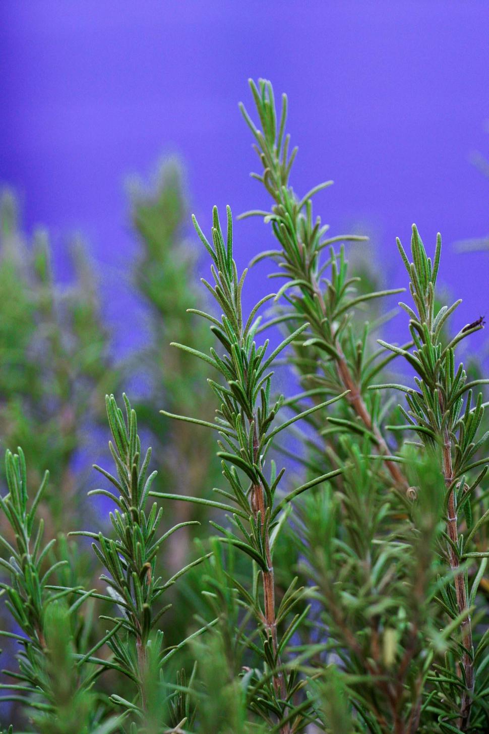 Free Image of Rosemary on Purple background 