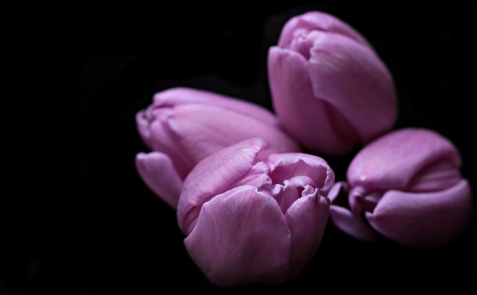 Free Image of Dark frame with purple tulips 