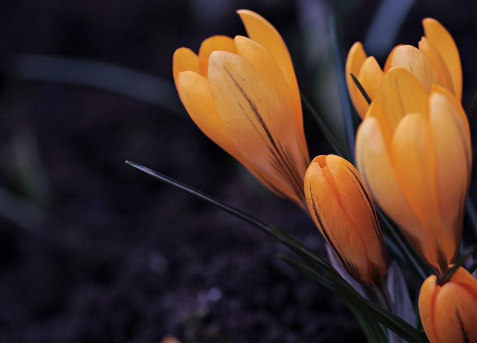 Free Image of Orange crocus flowers 