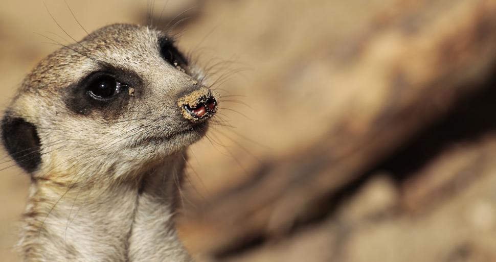 Free Image of Meerkat with dirty nose 