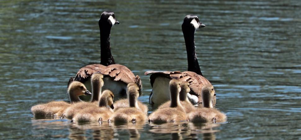 Free Image of Geese and Goslings  