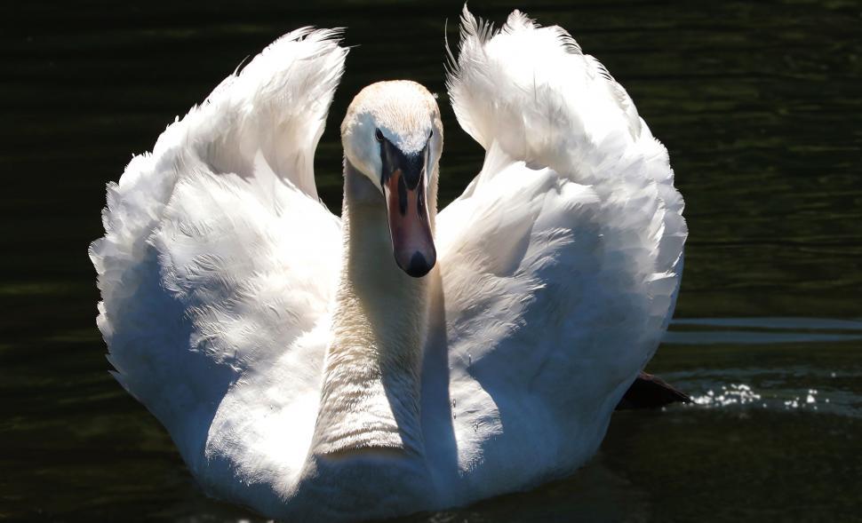 Free Image of White Swan Facing the Camera 