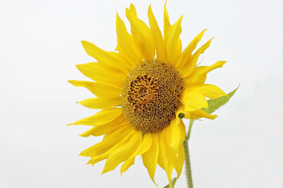 Free Image of Sunflower - one yellow sunflower 