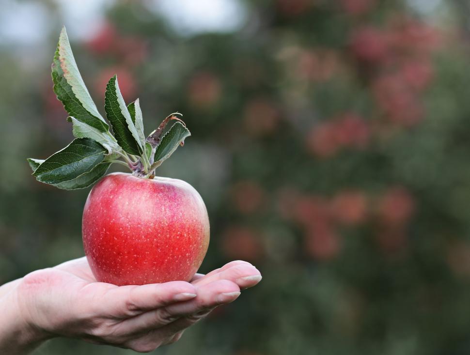 Free Image of Open Hand with an Apple 