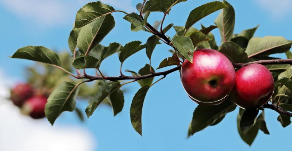 Free Image of Red Apples on a Tree 