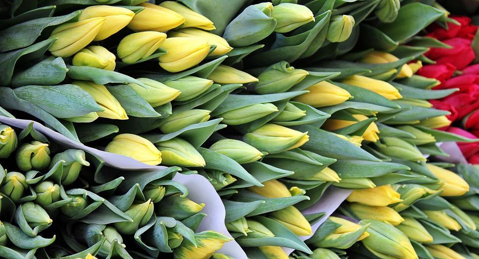Free Image of Harvested tulips 