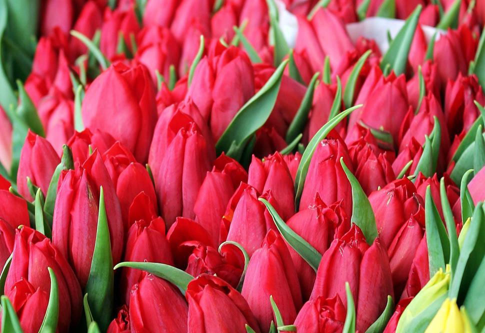 Free Image of Closed red tulips 