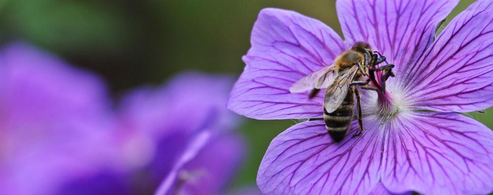 Free Image of Bee on a purple flower 
