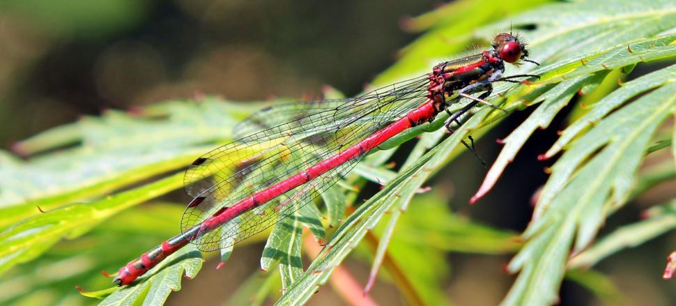 Free Image of Dragonfly on a plant 