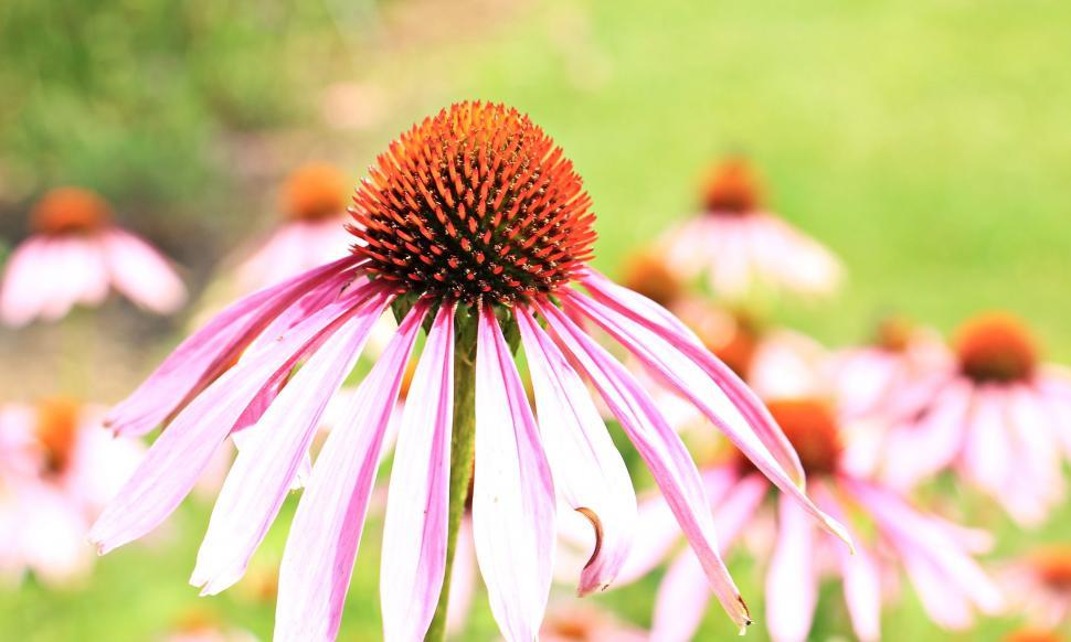 Free Image of Coneflower in Spring 