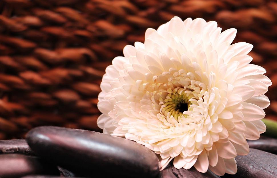 Free Image of Dahlia Flower Bloom 