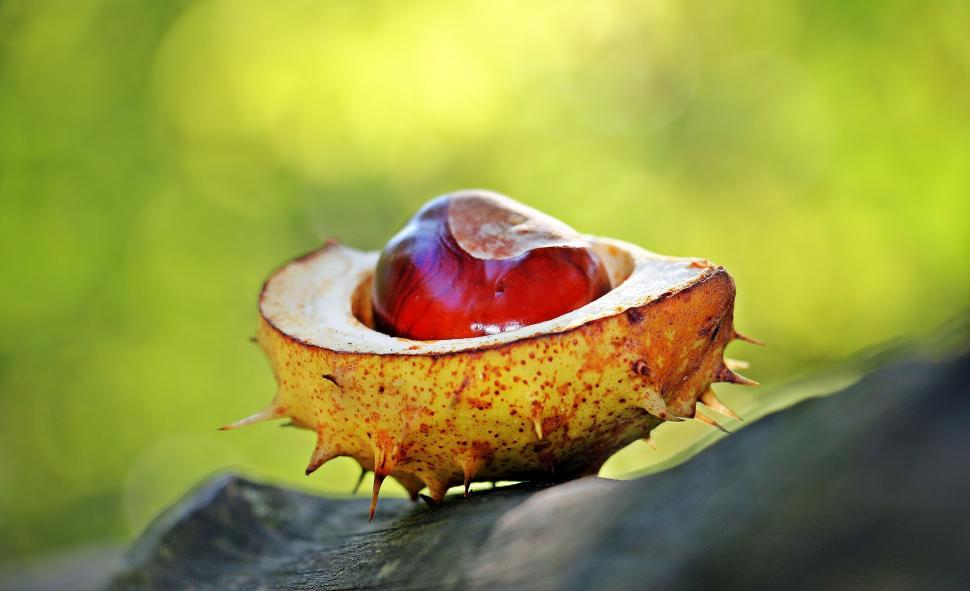 Free Image of Cut chestnut fruit showing seed nut 