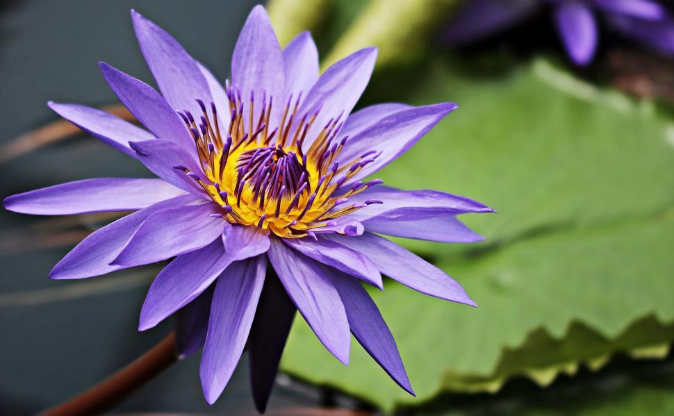 Free Image of Water lily bloom in pond 